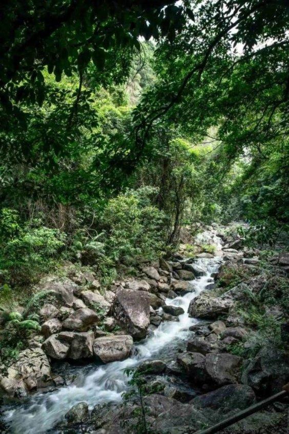 雨后盛放